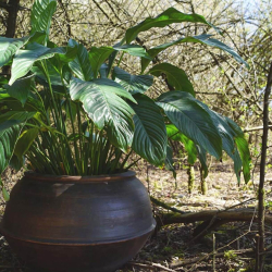 Benedict lerkrukke - Large