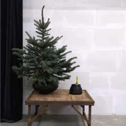 Botanic lerkrukke med hndtag