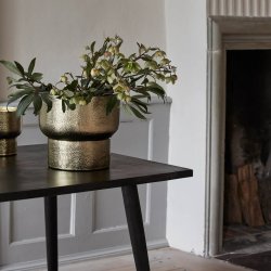 Alimia Urtepotte - Guld